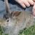 STEWEY-I AM A BUNNY NOT A DOG