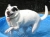 Dixie