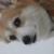 Gidget