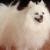Snowball
