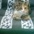 Jersey....The "J" Cat