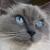 Mungo