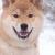 Kintoki Takara ( Tarka to his friends)