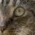 Mitsy