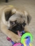Romeo