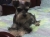 Bruno