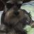 Bruno