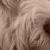 Sadie