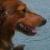 Rylin