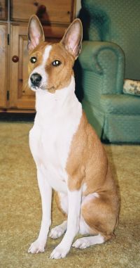 Benji