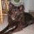 Sebastian Anubis Moose
