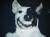 ANGEL(BABY DOG)