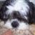 Buckley (aka) BooBoo