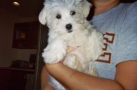 Wyatt
