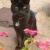 blackie