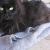 Rainbow/Rambo Cake Spice  aka. boycat