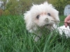 Poesy