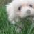 Poesy