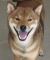 Moxie 