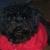 Maddux 