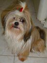 Lady Sophia 