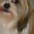 Lady Sophia 