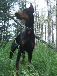 Dre (Renburg's Razor's Edge)