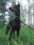 Dre (Renburg's Razor's Edge)