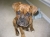 Roxie