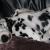 Winston (Ch. Echoviews I'm Mister 2U)