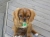 Toby