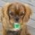 Toby