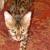 Tybalt