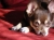 Lucy Belle Rose