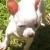 Pancho