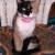 Duchess