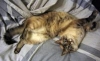 Molly