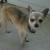 Joey (Baby Puppy)