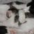 Patches and baby Lucky