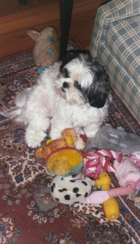 Lulu