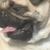 Otis