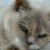 Rosie 1991-2009