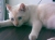 HRH Mimi (a.k.a. Mimsy, Minou)