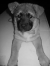 PiRo Lee