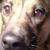 Jess