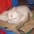 Cefor (big boy)