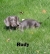 Rudy