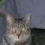 Pippin