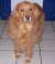 Tedibear