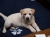 Scout